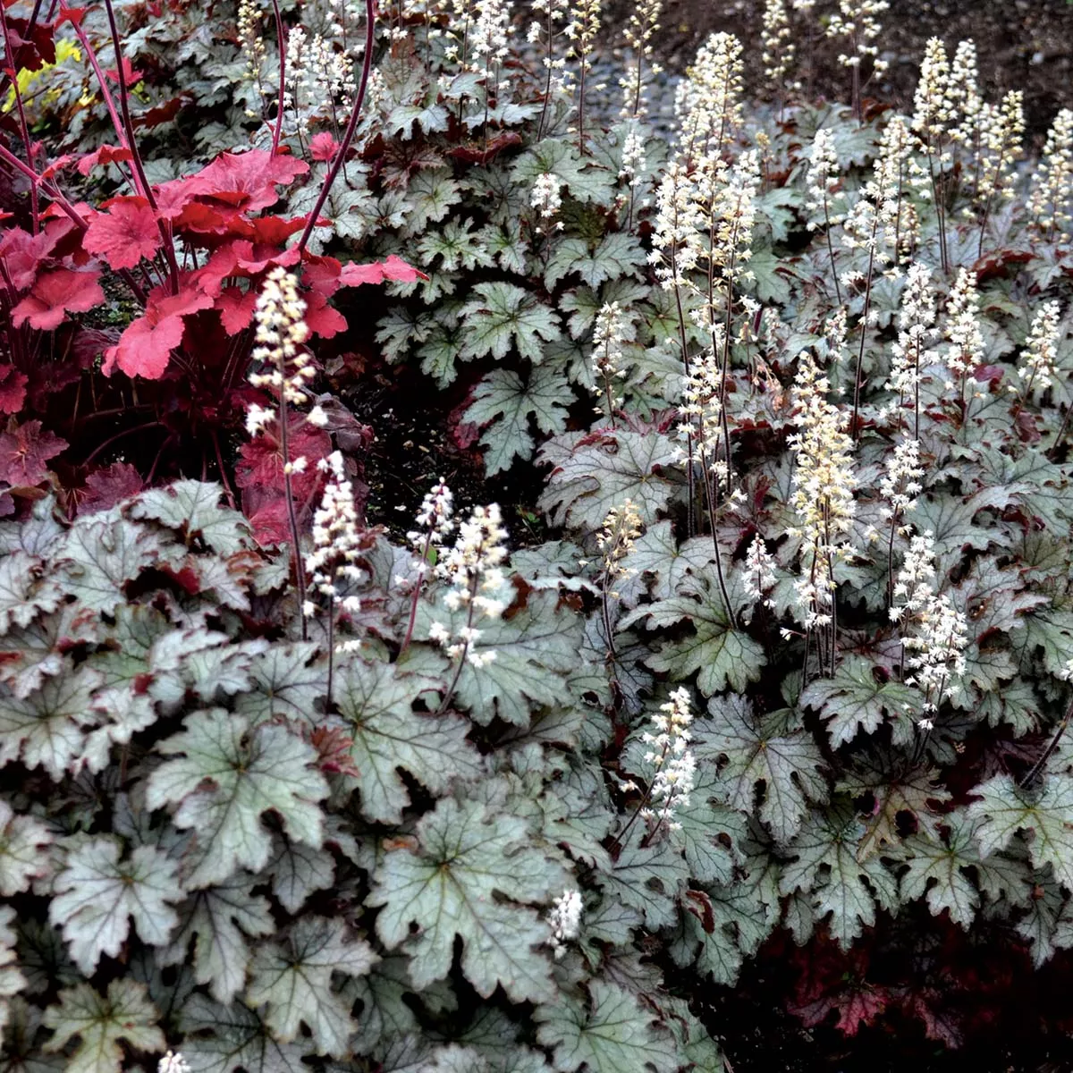 Heucherella‘Cracked Ice’