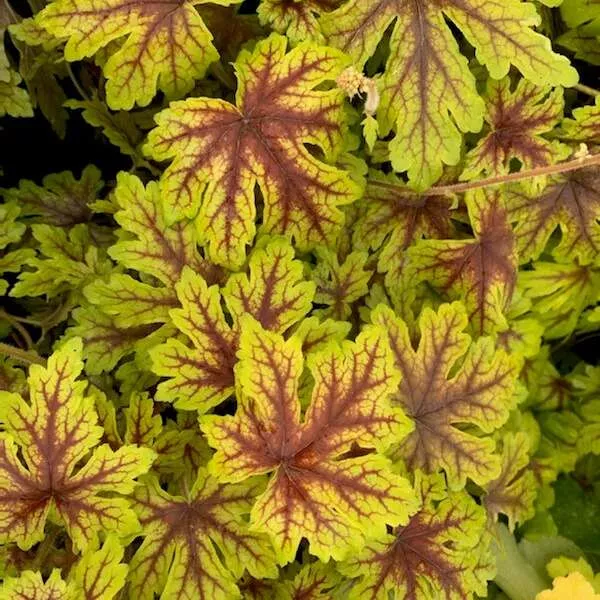 Heucherella Fun and Games ‘Capture the Flag’