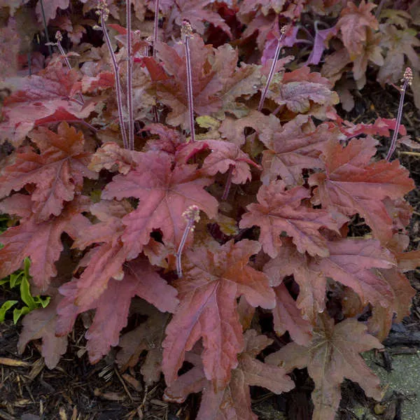 Heucherella Fun and Games 'Red Rover'