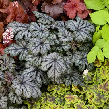Heucherella 'Galactica' PPAF (20)ct Flat