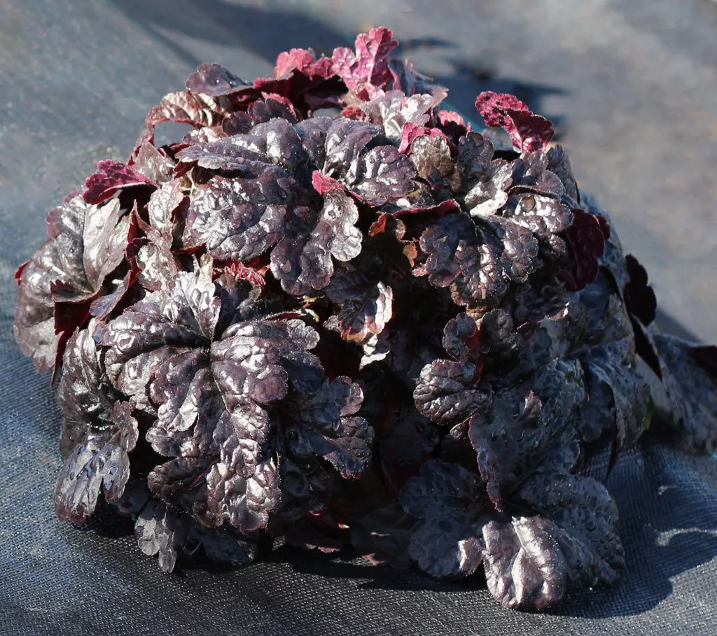 Heucherella‘Onyx’