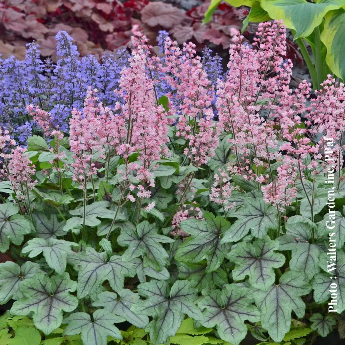 Heucherella ‘Pink Fizz’