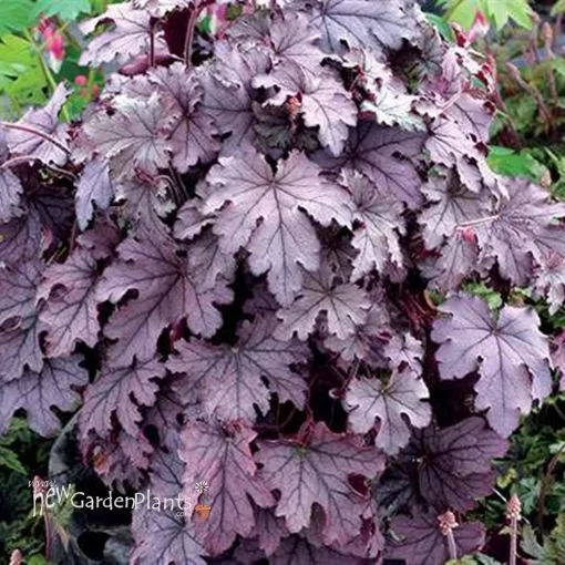 Heucherella 'Plum Cascade' Foamy Bells - One Quart Pot