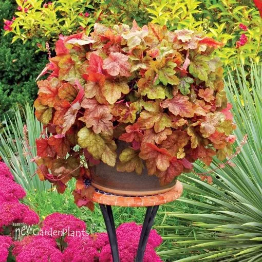 Heucherella 'Redstone Falls' Trailing Foamy Bells - One Quart Pot