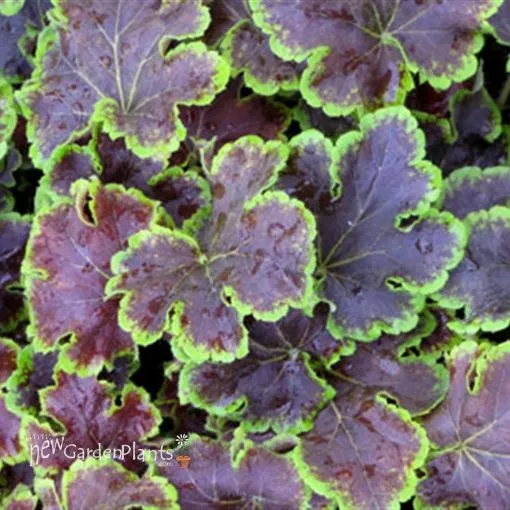 Heucherella 'Solar Eclipse' Foamy Bells - One Quart Pot