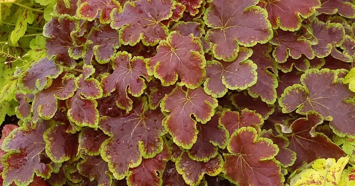 Heucherella "Solar Eclipse"
