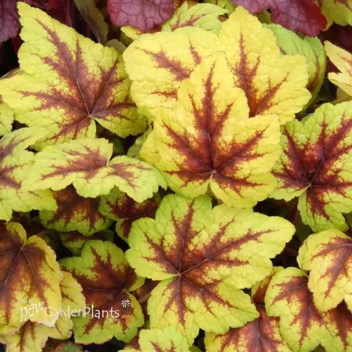 Heucherella 'Stoplight' Foamy Bells - One Quart Pot
