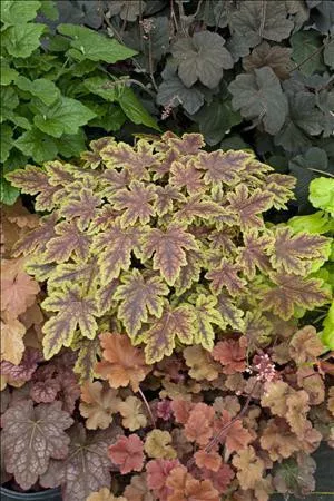 Heucherella 'Thunderbird' PPAF (20)ct Flat