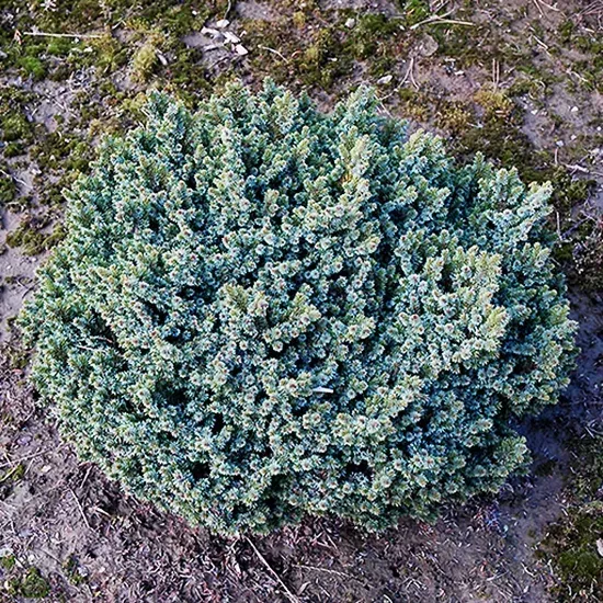 Hexenbesen Serbian Spruce – Tree Form