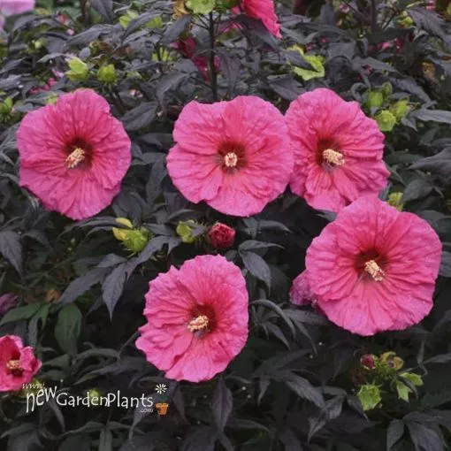 Hibiscus 'Evening Rose' SUMMERIFIC Collection Rose Mallow - One Quart Pot