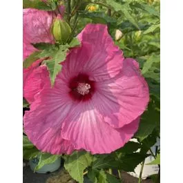 Hibiscus Hardy Airbrush Effect