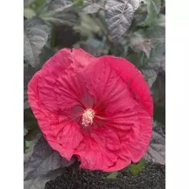 Hibiscus Hardy Mars Madness