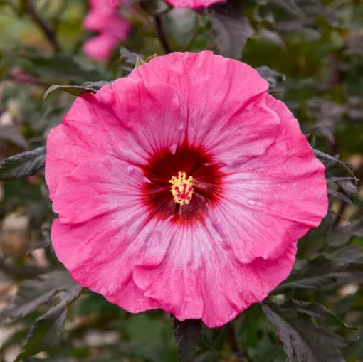 Hibiscus 'Inner Glow' PP34279 Rose Mallow - One Quart Pot