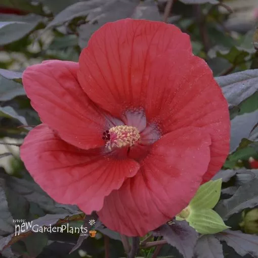 Hibiscus 'Midnight Marvel' Rose Mallow - One Quart Pot