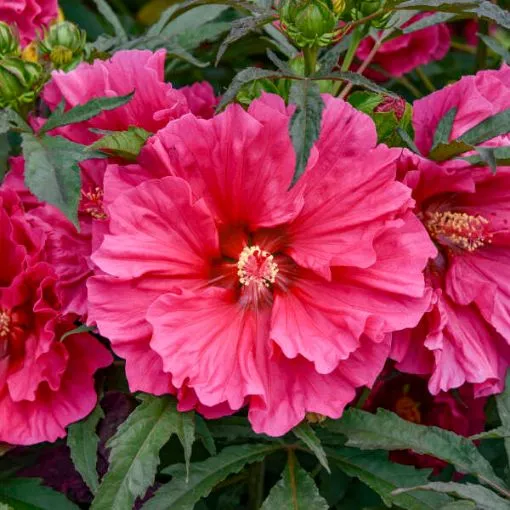 Hibiscus 'Watermelon Ruffles' PPAF Rose Mallow - One Quart Pot