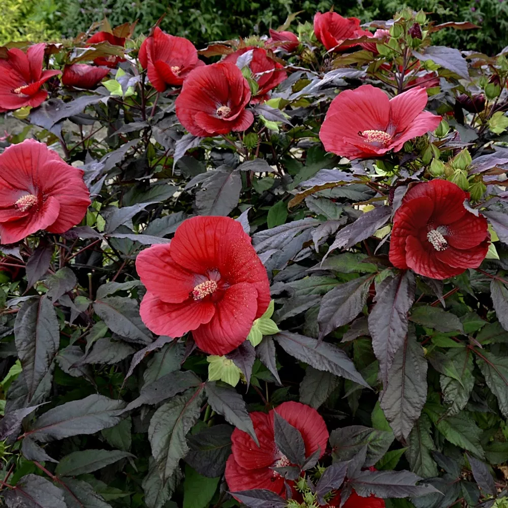 HibiscusRosemallow"Midnight Marvel"