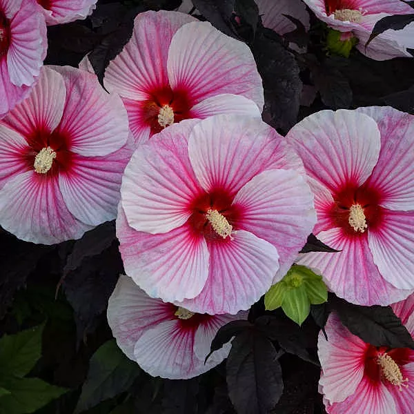 HibiscusRosemallow"Starry Starry Night"