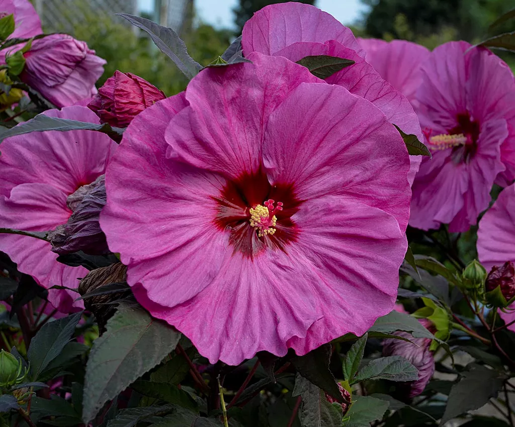 HibiscusRosemallowSUMMERIFIC"Berry Awesome"