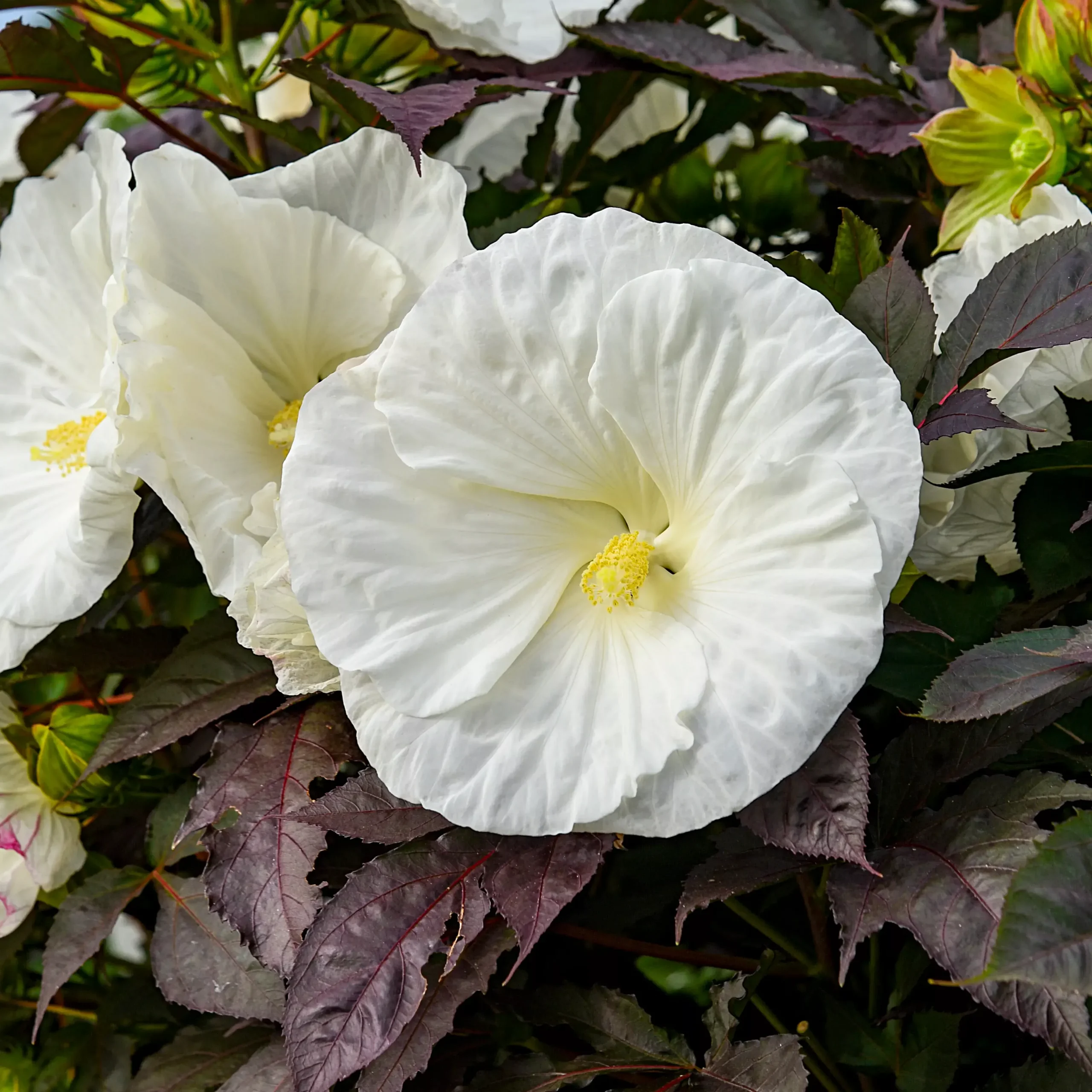 HibiscusRosemallowSUMMERIFIC"Cookies and Cream"