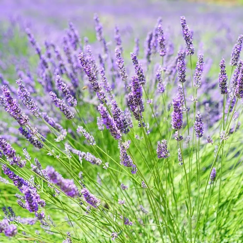Hidcote Certified Organic Lavender
