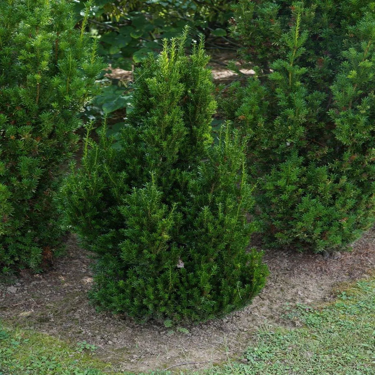 Hill ’s Yew