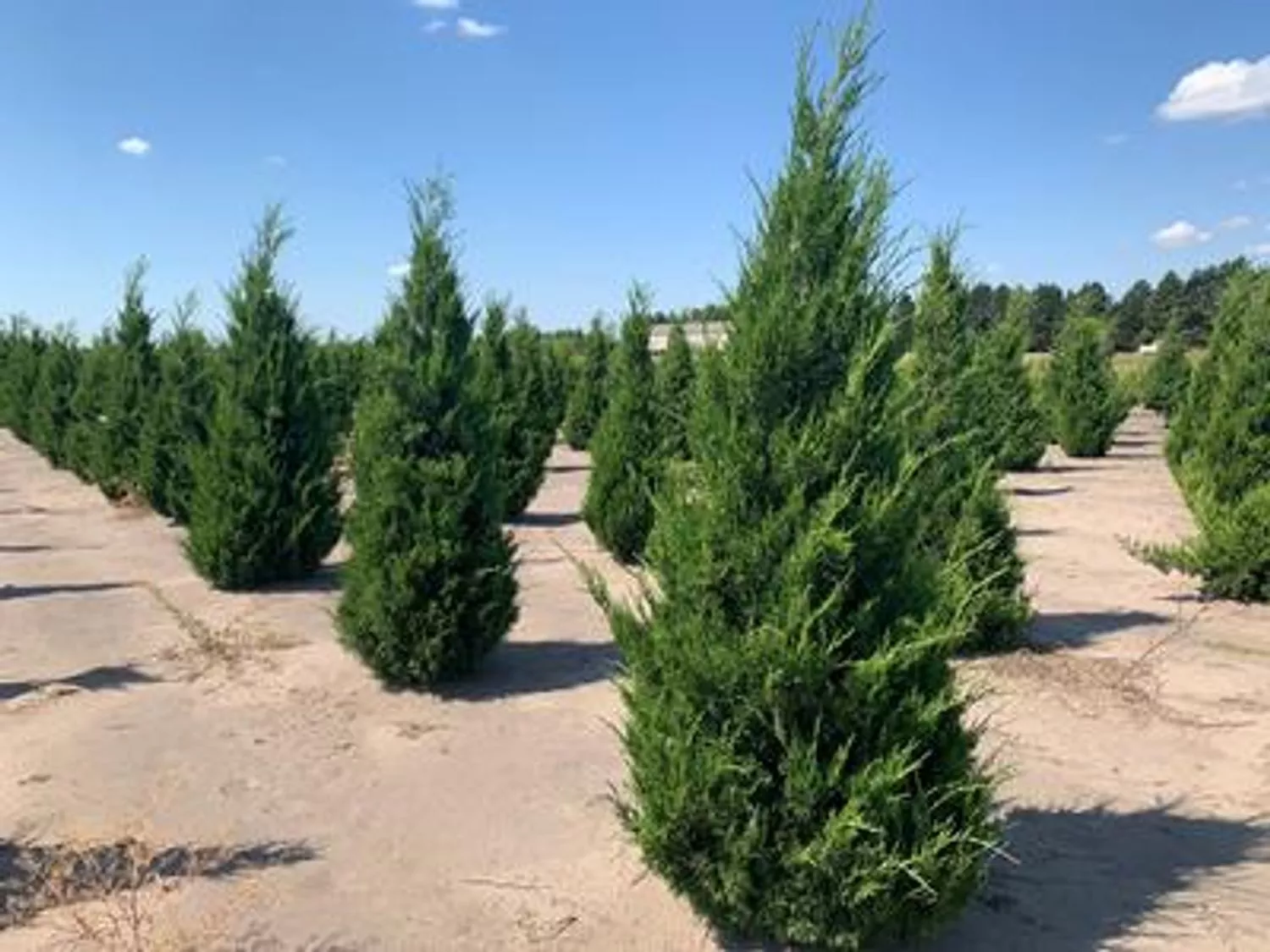 Hillspire Juniper