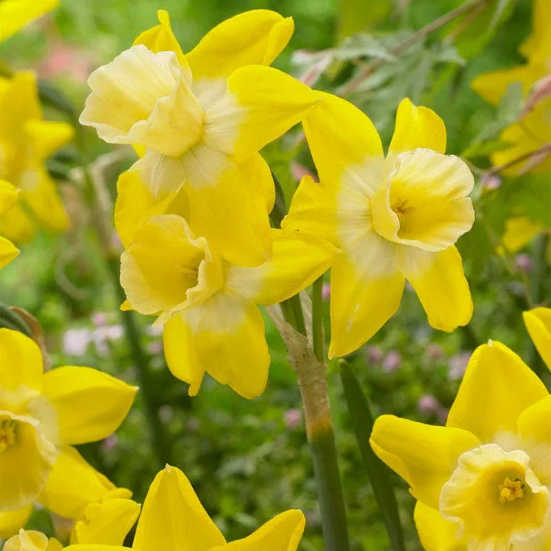 Hillstar Daffodil