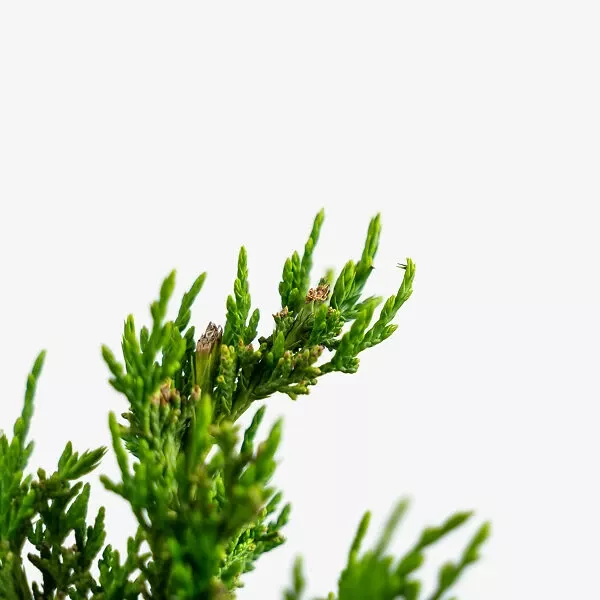 Hollywood Juniper