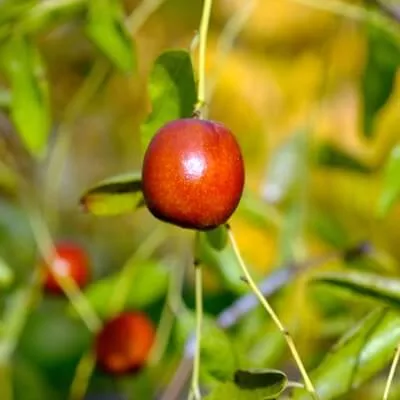 Honey Jar, Jujube