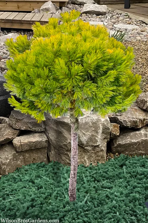 Honeycomb Dwarf Mugo Pine Topiary Tree - 5 Gallon Pot