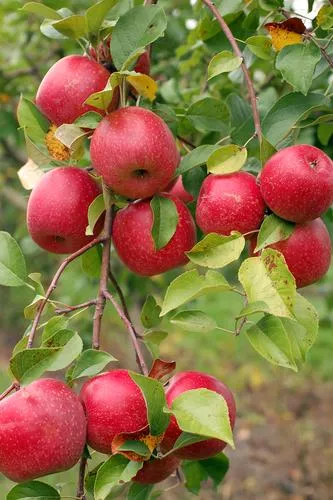 Honeycrisp Apple – Dwarf (4′-5′)