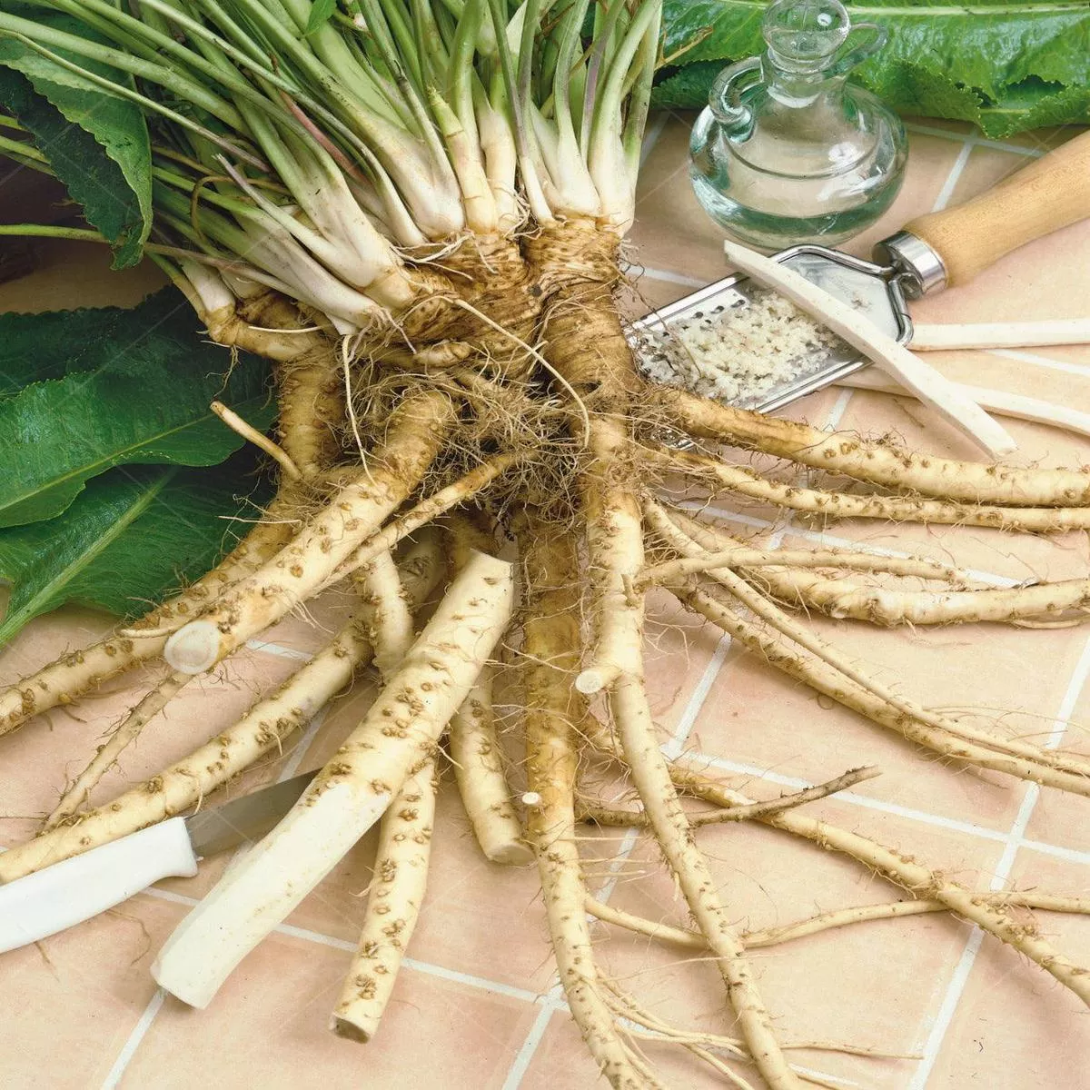 Horseradish – Maliner Kren