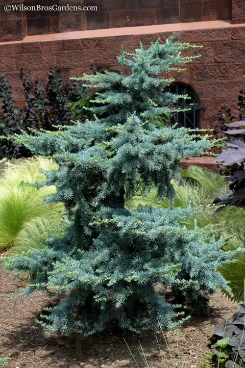 Horstmann Dwarf Blue Atlas Cedar - 1 Gallon Pot