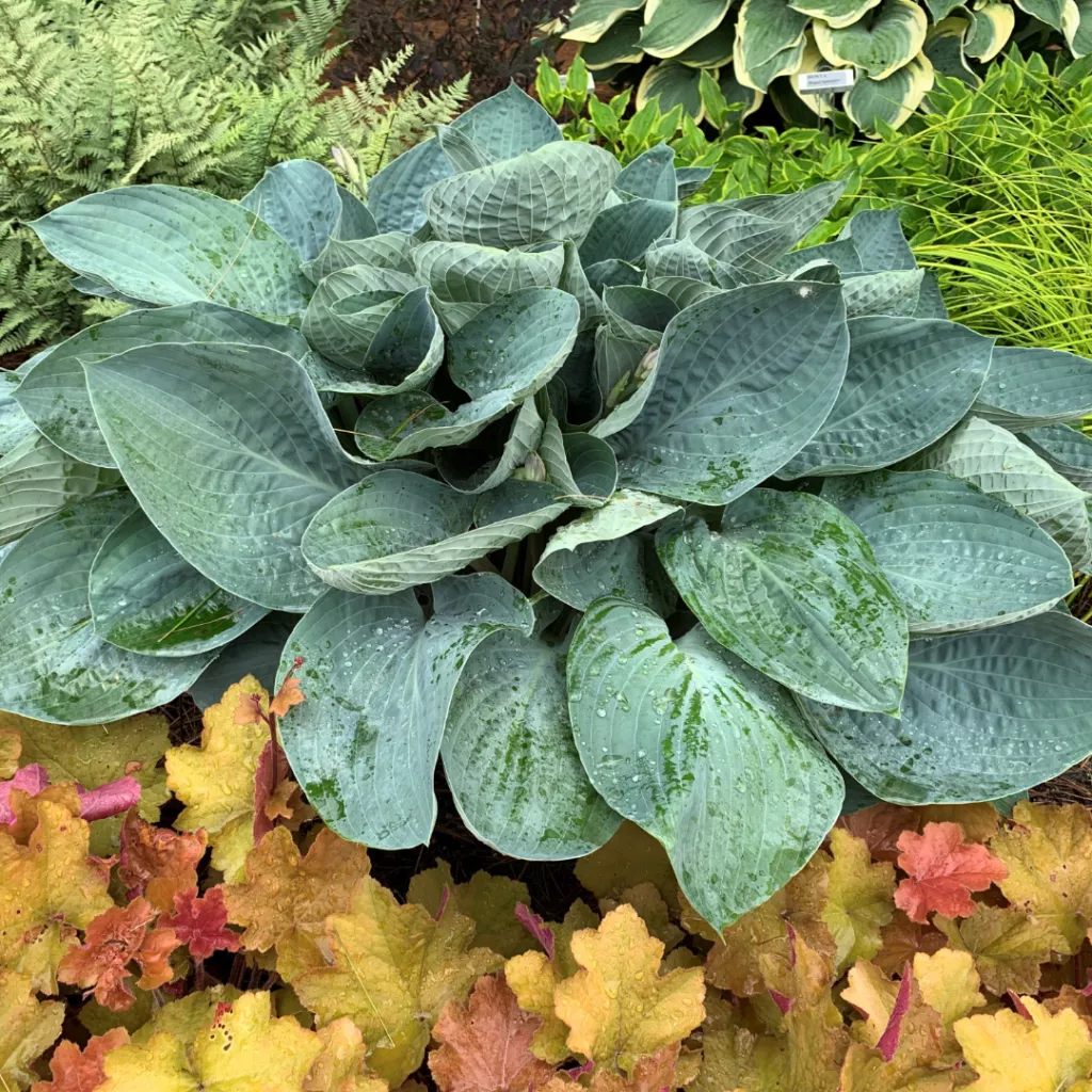 Hosta"Above the Clouds"