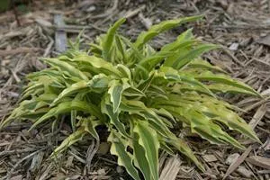 Hosta ALAKAZAAM PP22342 (20)ct Flat