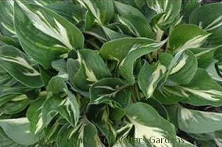 Hosta AMERICANA (20)ct Flat