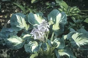 Hosta ANDREW (20)ct Flat