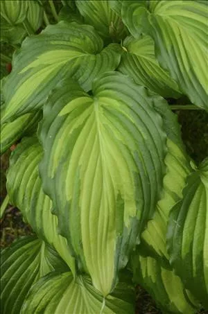 Hosta 'Angel Falls' PP28785 (20)ct Flat