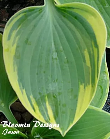 Hosta ARISTOCRAT PP#11286 (20)ct Flat