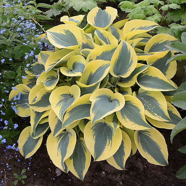 Hosta"Autumn Frost"