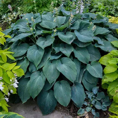 Hosta 'Blue Angel' (20)ct Flat