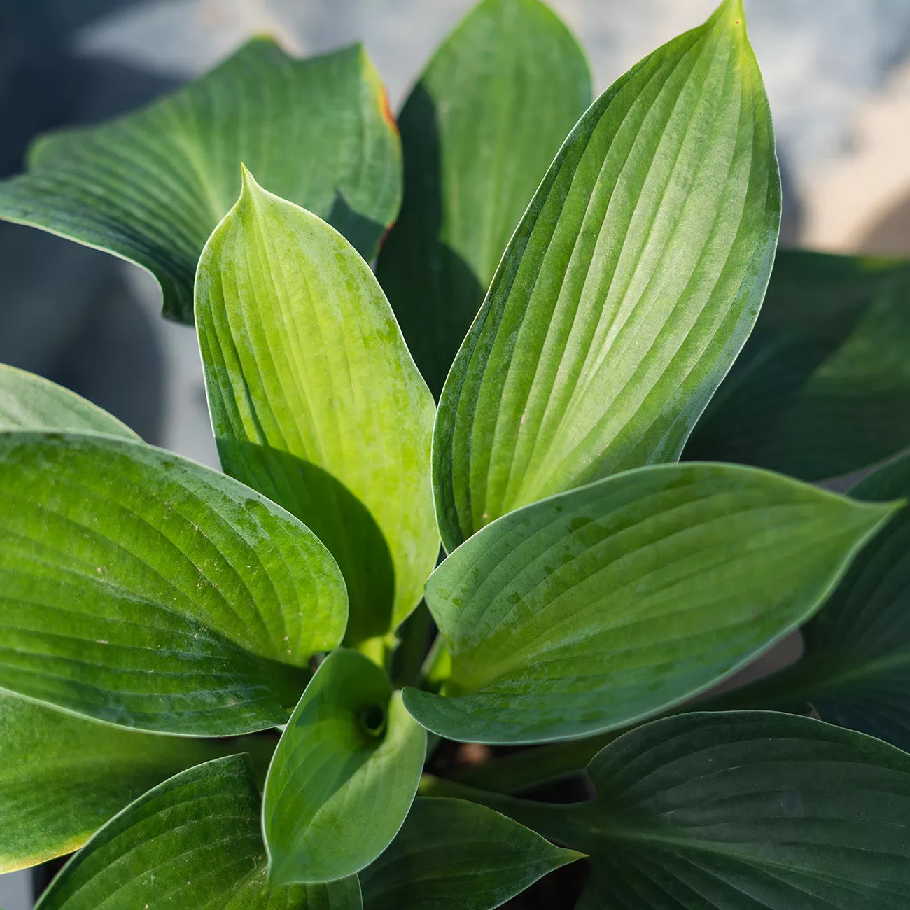 Hosta Blue Angel Plant – 1 Gallon
