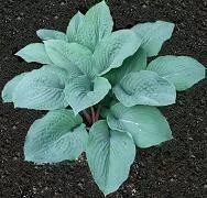 Hosta 'Blueberry Muffin' (25) BR Plants