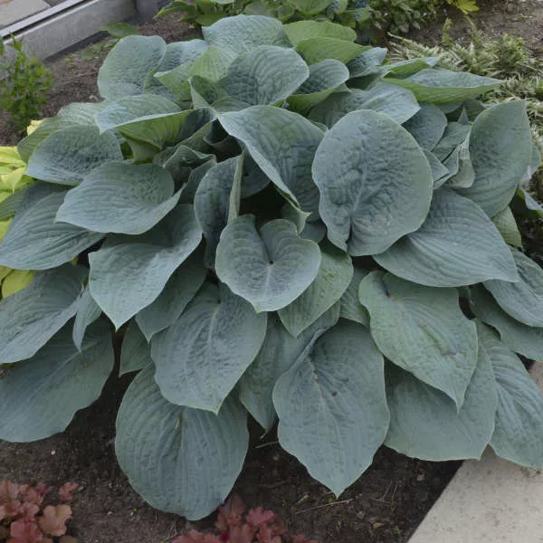 Hosta"Blueberry Muffin"