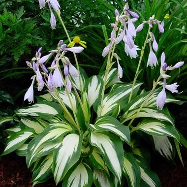 Hosta 'Christmas Candy' (25) BR Plants