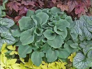 Hosta CHURCH MOUSE (10)ct Flat