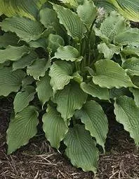Hosta CLOVELLY (20)ct Flat
