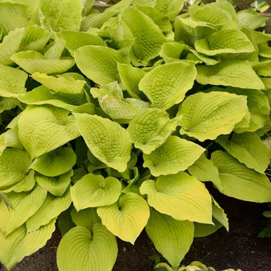 Hosta 'Coast to Coast' PP26469 (20)ct Flat