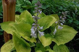 Hosta 'Coast to Coast' PPAF (4) 1-gallons