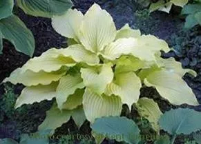 Hosta 'Dancing Queen' (20)ct Flat